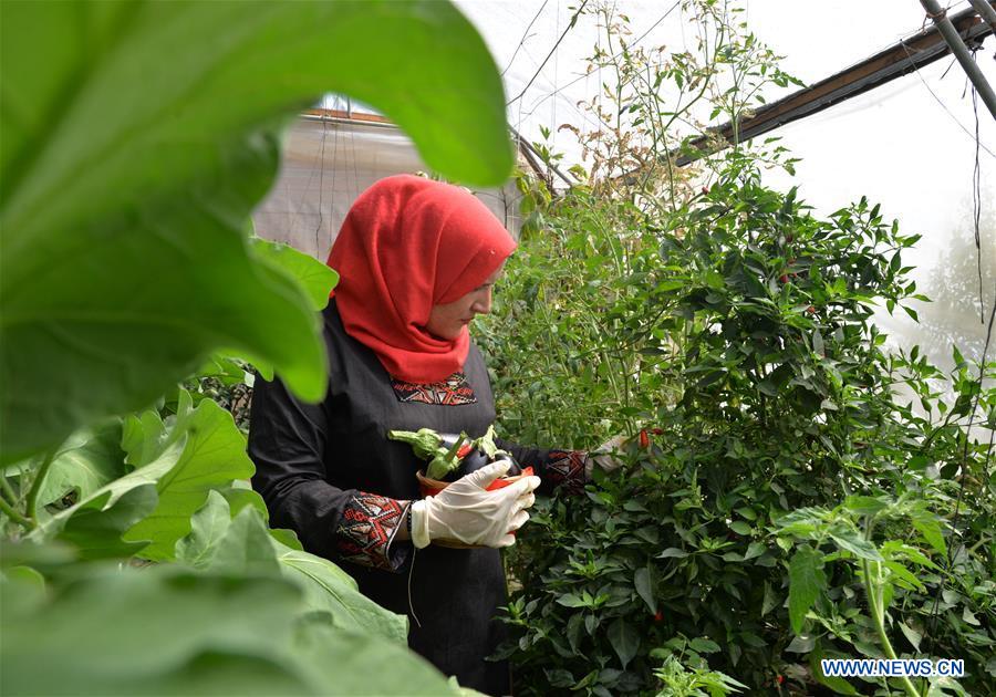 ChinaDaily's tweet photo. To overcome the agricultural problems faced by farmers in the #GazaStrip, newly-graduated Palestinian agricultural engineer Irada al-Za'anin has established the first-ever "water farm" in her house. #agriculture https://t.co/WmwLhsG4cE