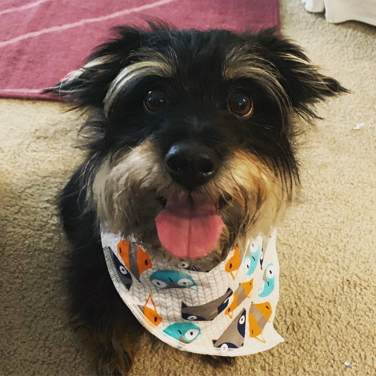 tarheeltara's tweet photo. @PearDeck Cooper needs a new bandana. #coopatroopa https://t.co/tbg4hOMXPS