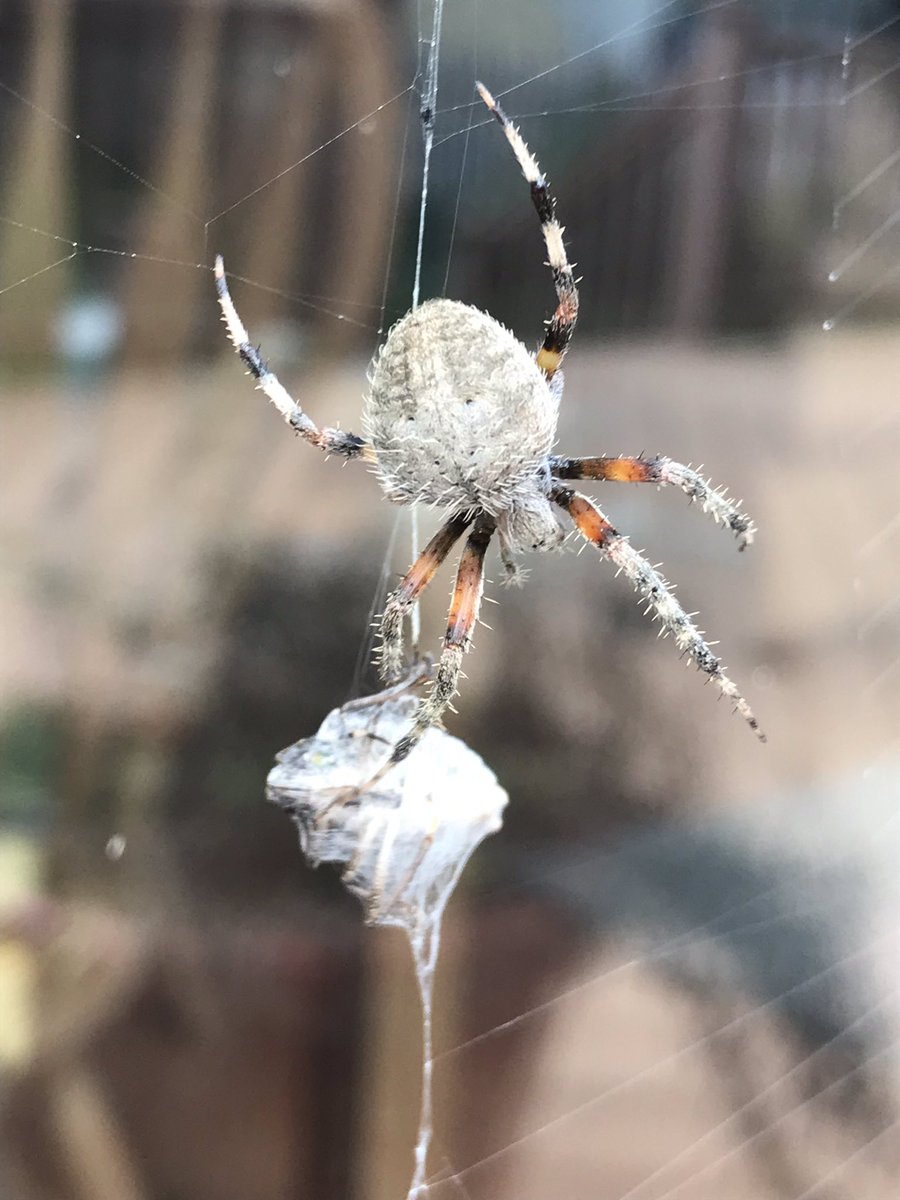 BugGuy5's tweet photo. Was a warm fall day so windows were open until the odor of Brown Marmorated Stink Bug drifted into the house.  Counted 14 of them on my screens.  Thanks to a Spotted Orbweaver whose web has covered a window for the past week, there is one less stink bug trying to winter inside. https://t.co/DLkEAAJN87