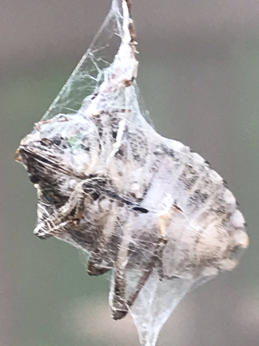 Was a warm fall day so windows were open until the odor of Brown Marmorated Stink Bug drifted into the house.  Counted 14 of them on my screens.  Thanks to a Spotted Orbweaver whose web has covered a window for the past week, there is one less stink bug trying to winter inside.