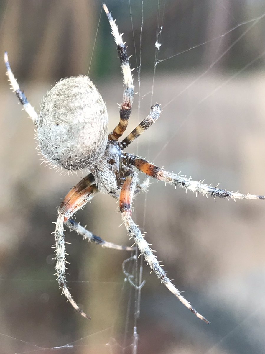 BugGuy5's tweet photo. Was a warm fall day so windows were open until the odor of Brown Marmorated Stink Bug drifted into the house.  Counted 14 of them on my screens.  Thanks to a Spotted Orbweaver whose web has covered a window for the past week, there is one less stink bug trying to winter inside. https://t.co/DLkEAAJN87