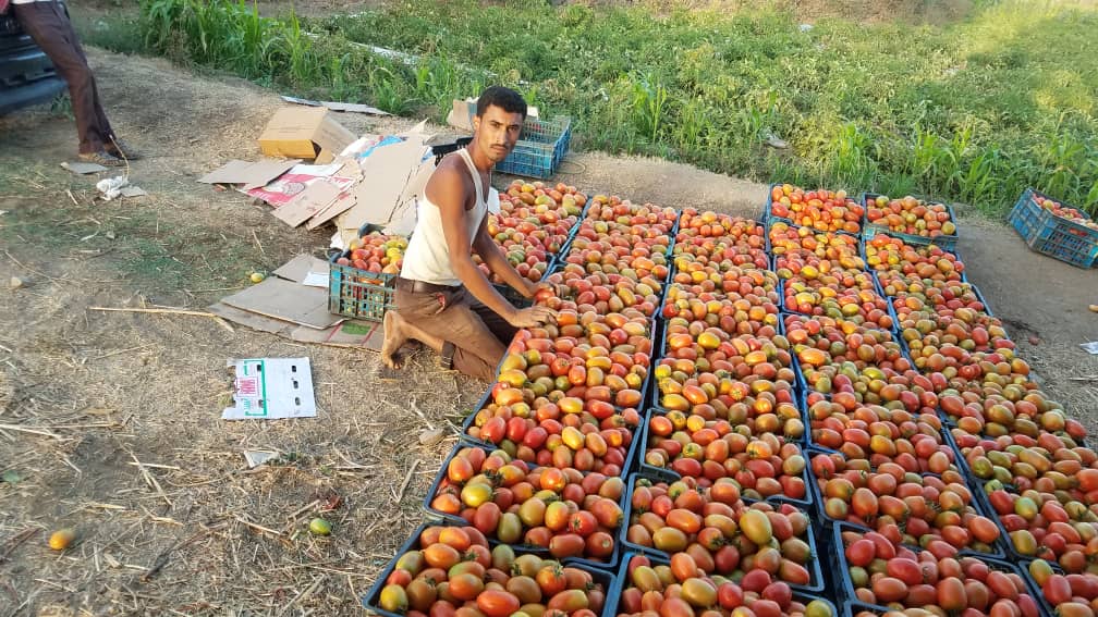 SGrjsFVDnfsKV8M's tweet photo. أساس التنمية والاقتصادوالتقدم والحضارة   في كل شعوب العالم يأتي من المزارع والمهندس الزراعي 
#الزراعة_حياة_وحضارة
#انا_مهندس_زراعي 
#SMEPSYEMEN https://t.co/pWrufYBOJM
#انا_مهندس_زراعي https://t.co/jOy4Nc94KO