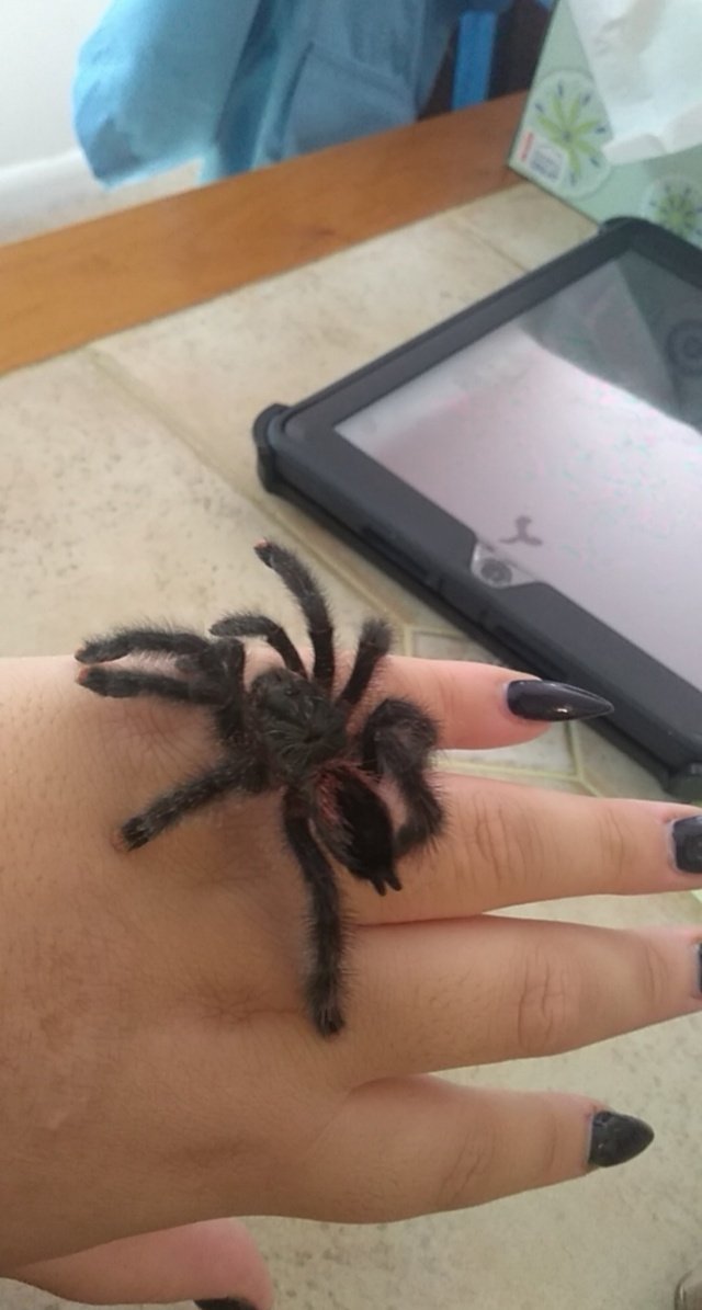 This is my spider his names Richard and he says hi #pettarantula #tarantulas  #pinktoetarantula #spiders #spooky #Halloween #horror