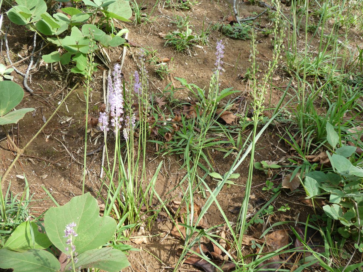 O Xrhsths 久遠澪 Mioq 二重回転軌道 Sto Twitter ツルボ キジカクシ科 ツルボ属 夏の終わりから秋の始まり にかけて咲く花 長く伸びた茎の先に小さな紫色の花をたくさんつける可愛い植物 でも花言葉を調べてみるとこれがなかなか 因みに春に咲き あちこちで