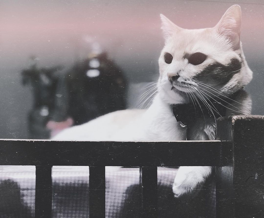 lisathecatlover's tweet photo. https://t.co/MJYALJZoQm