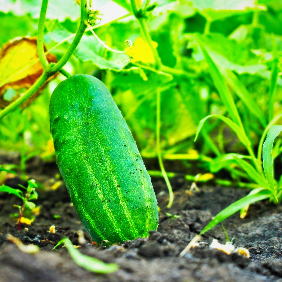 FAOKnowledge's tweet photo. The degradation of the 🌎's soils has released about 78 billion tonnes of carbon into the atmosphere!

Yet, healthy #soils are one of our biggest allies against climate change! 

Learn more 👉 https://t.co/XO9AbOp8Un https://t.co/PkzUGnWkxX