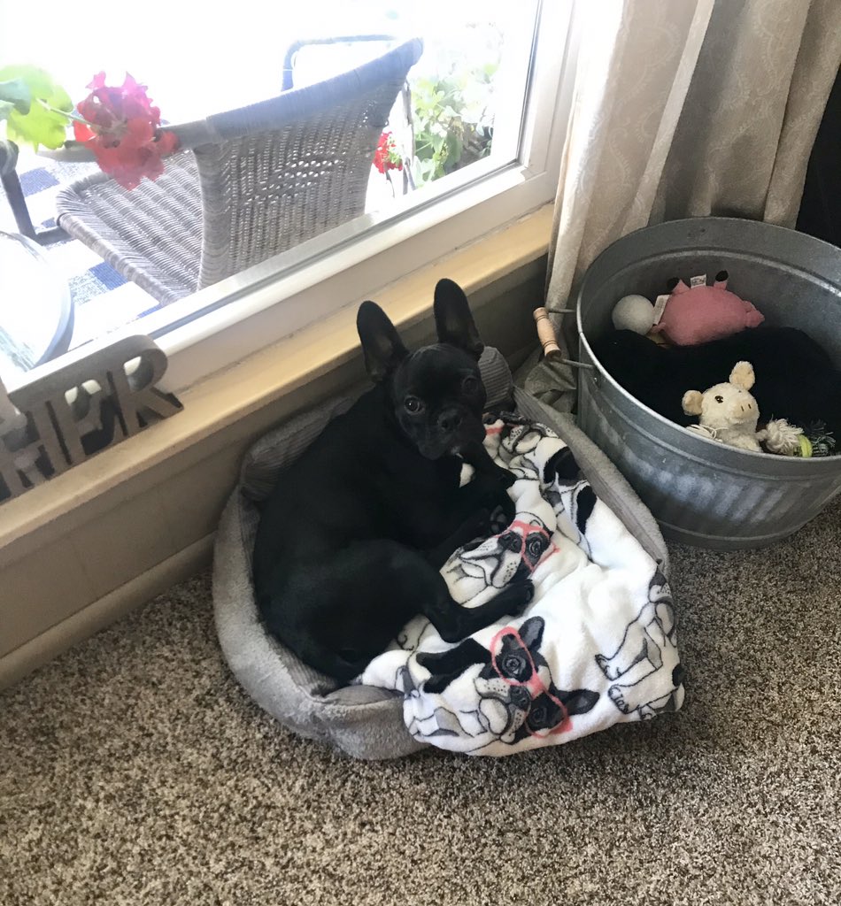 McgheeMeghan's tweet photo. Winston is keeping me company while I work on homework on this lazy #SundayMorning...
#frenchie #dogmom #HomeSweetHome https://t.co/WTiP4yQGS3