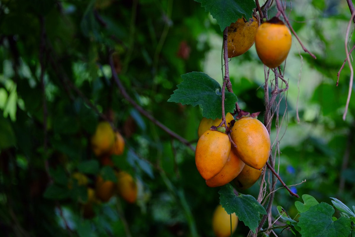 関西に帰りたい