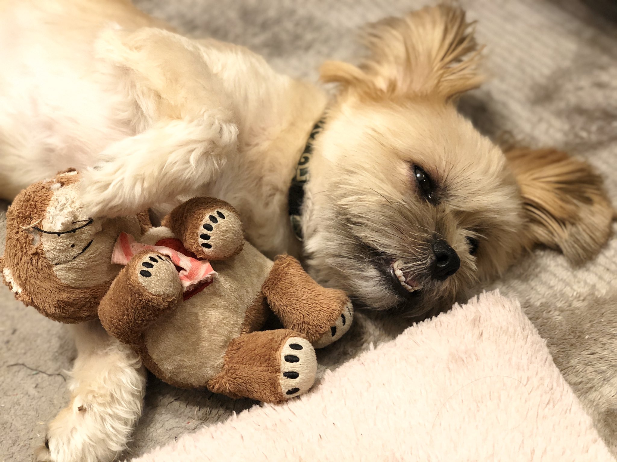 たあ様 茶々丸 遊び疲れたよお ワンコ 癒し 犬のいる暮らし スージーズー ボロボロ T Co Iafsp2fhxi Twitter
