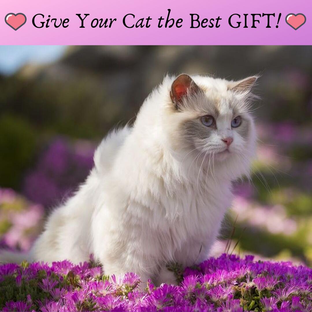 treasure_buy's tweet photo. You can buy any number of expensive toys for your cat!
But what they love so much is Feather on a Stick 😄😆

Check Now ➡ https://t.co/fr2K6sc3B4

#cats #pets #TreasBuy #TreasureBuy #freeshipping #cute #free #sale #shopping #OFFER #SpecialOffer https://t.co/Ld4ixtgeQV