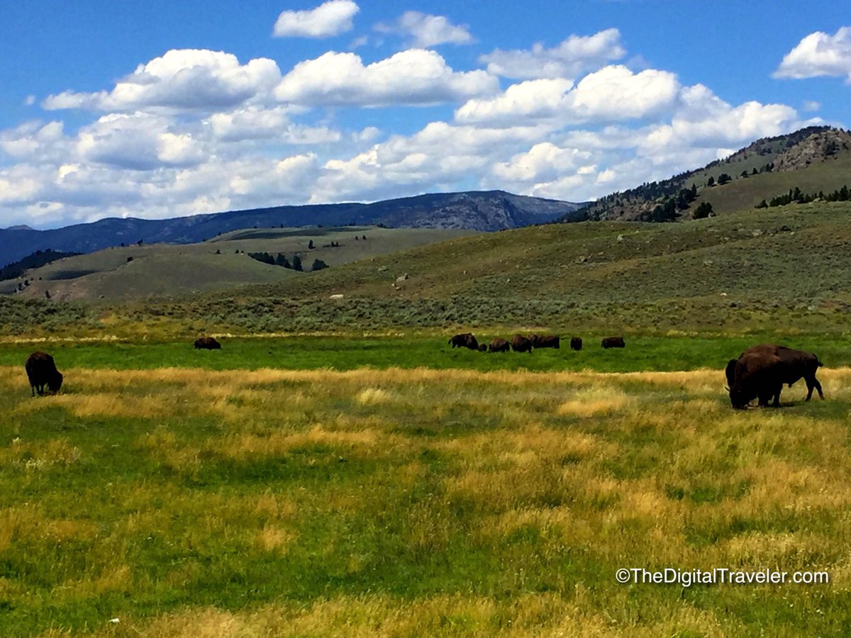 Yellowstone National Park, Buffalo herd in Lamar Valley. #lwthedigitaltraveler #yellowstonenationalpark #thatswy #visityellowstone #visitwyoming