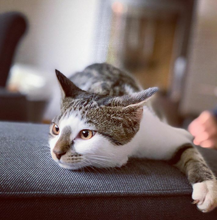 eckfotografie's tweet photo. Nala has a lazy day. #cat #availablelight #iphonephotography #fotografie #photography #pet #lazyday #harsum #fotografie #photography https://t.co/w9EJINKTqi