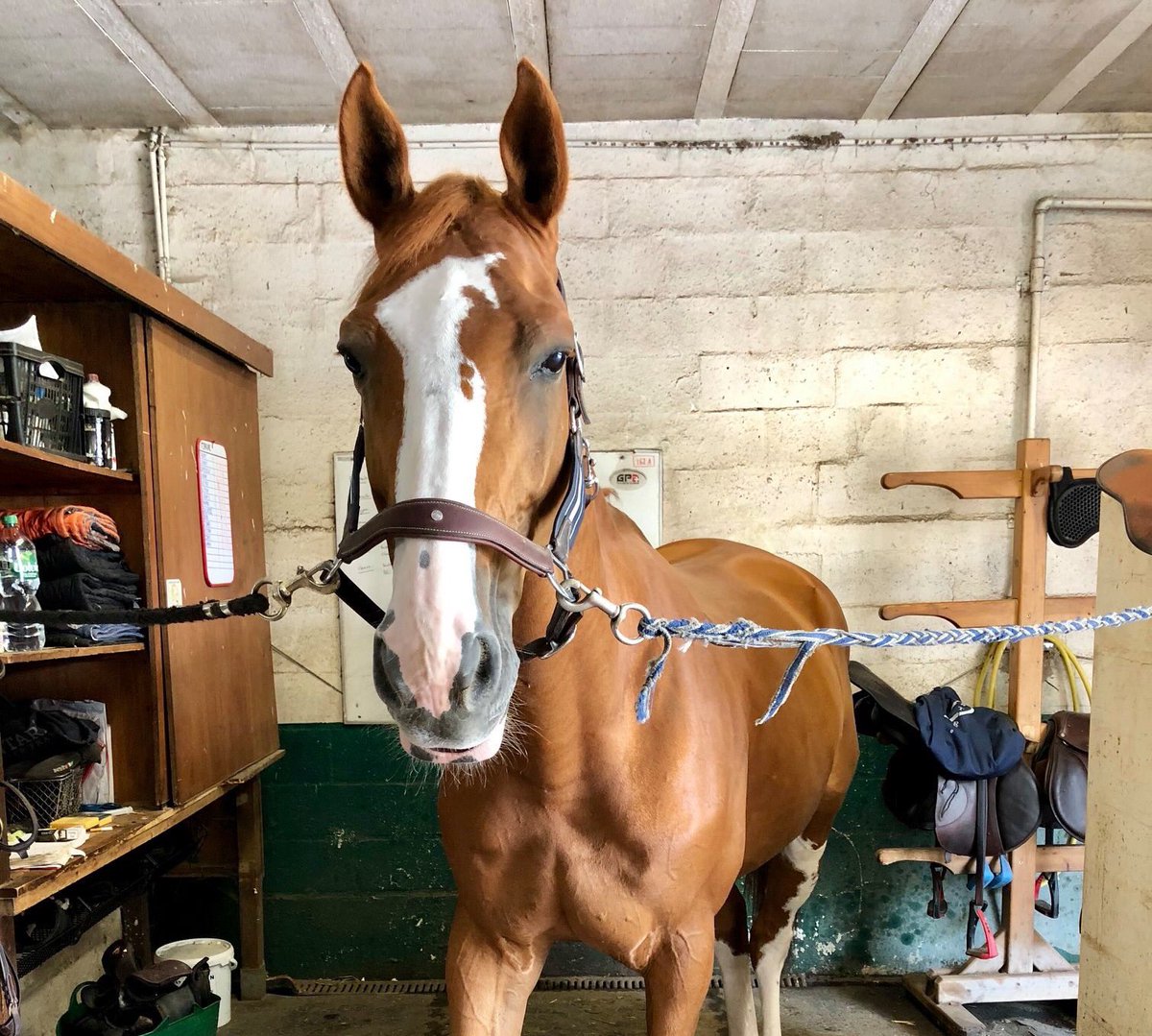 Victoire de notre super Talent des Moitiers dans le Grand Prix 1.45m de Paris ✨😌