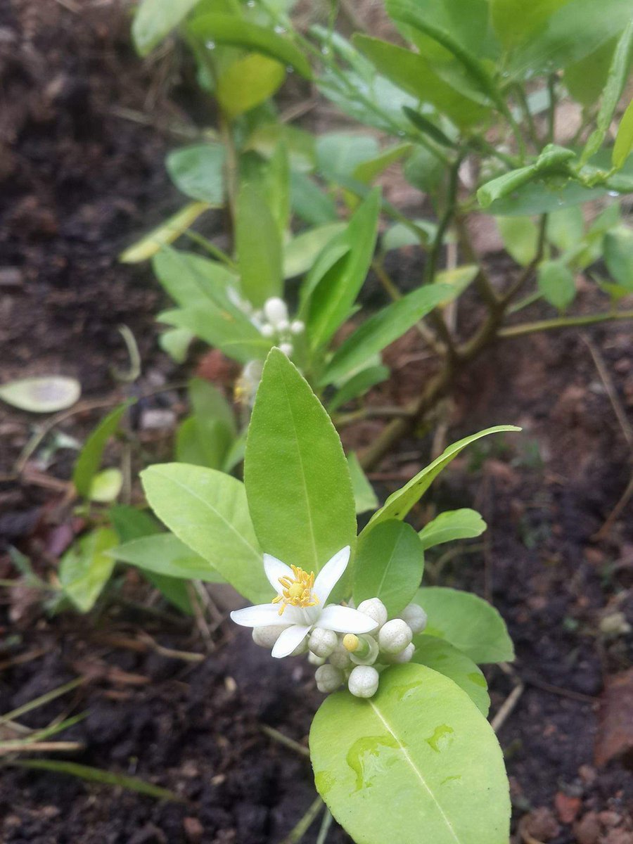 Rosemain Mompremier Rosemainm Twitter