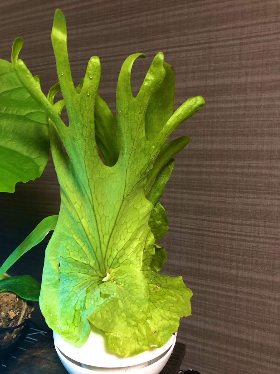 ビカクシダグランデ