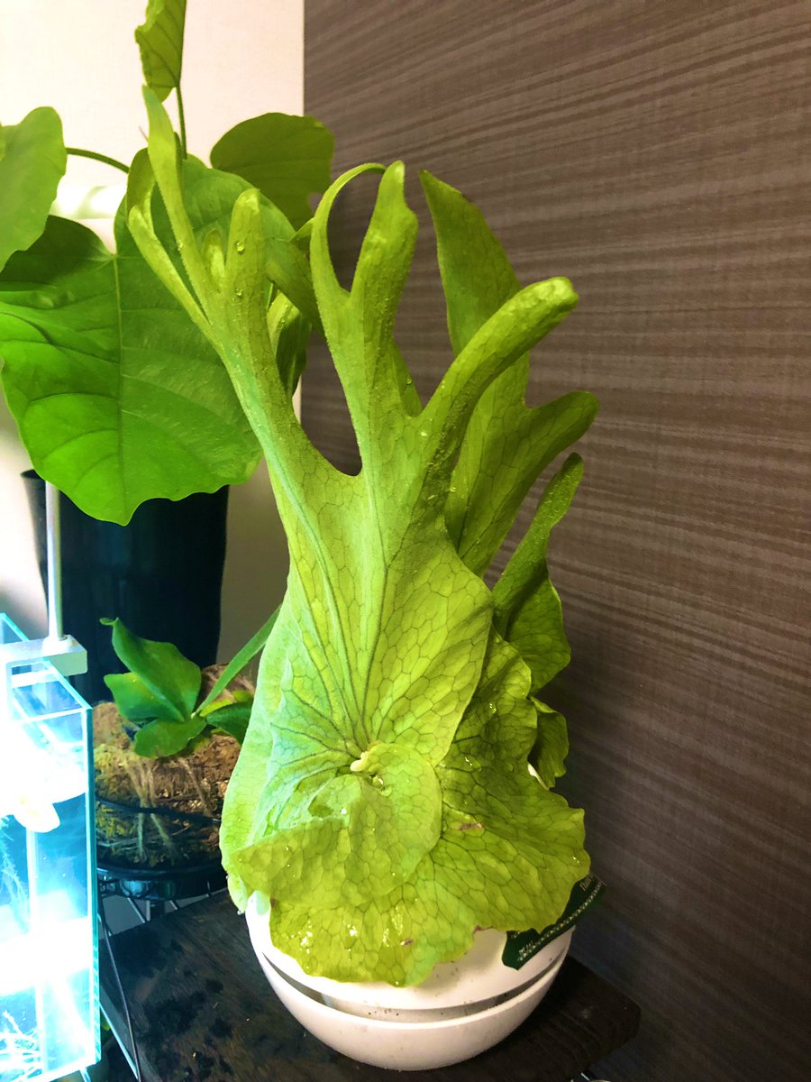 ビカクシダグランデ