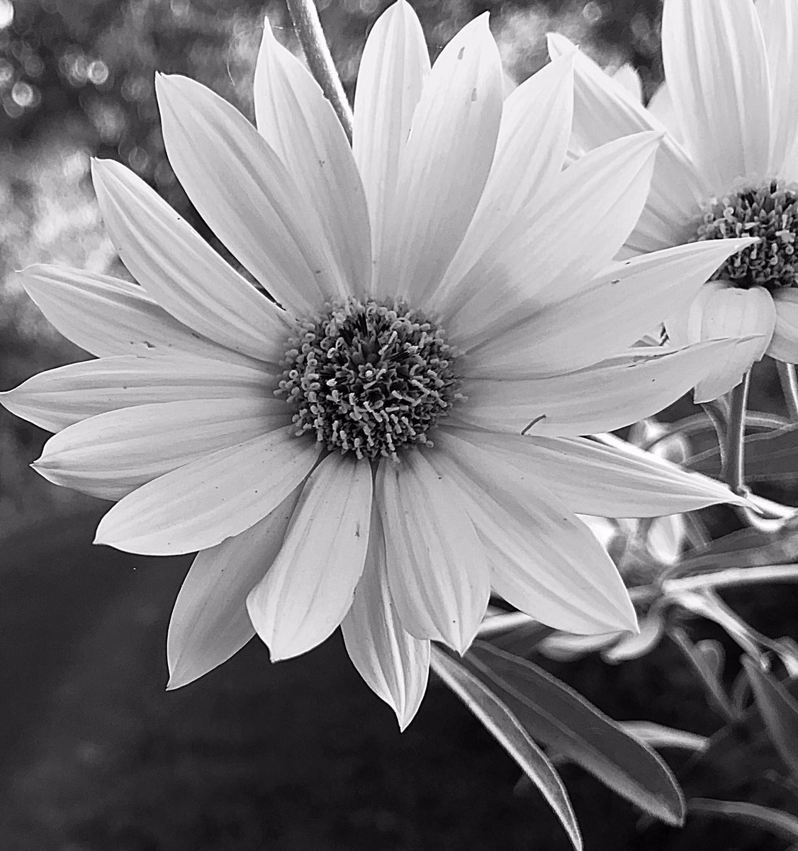 “I walk, I look, I see, I stop, I photograph.” ~ Leon Levenstein