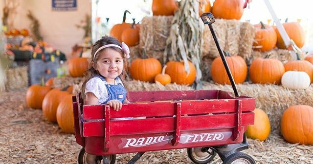 davestreelot's tweet photo. Who's excited for #fall days at the #pumpkinpatch! We love to see photos from your visit, make sure to tag us! Adorable picture from @carol_holt_photography⁠
⁠
⁠
⁠
⁠
⁠
________________________________________________________⁠
#davespumpkins #bigwavedaves #davestreelot #d… https://t.co/3C4Pob3nFC