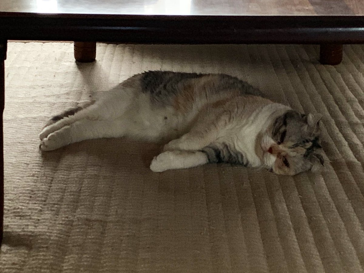 うちの猫の体型なんか違くない 太ってるわけじゃないのに もっしり としている猫さんが愛らしい Togetter うちの猫の体型なんか違くない 太ってるわけじゃないのに もっしり としている猫さんが愛らしい Togetter