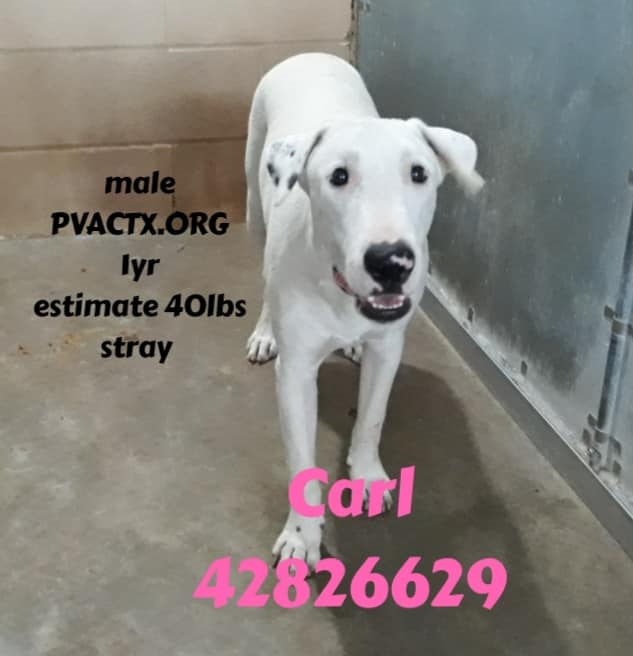 #KillAnimalCenter #TX #PalmValley #Edinburg 
The daily URGENT ALBUM 
45 lives in danger of being killed 😭💔
Dogs &amp; cats of all ages, all breeds, all could become your next family member if they only got this one chance  
urgent@pvactx,org or +195668681141
facebook.com/groups/pvacRES…