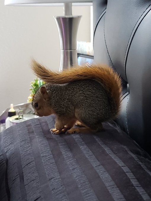 My husband saved a baby squirrel now it's his little buddy, he's so cute! @bigp69696969 https://t.co