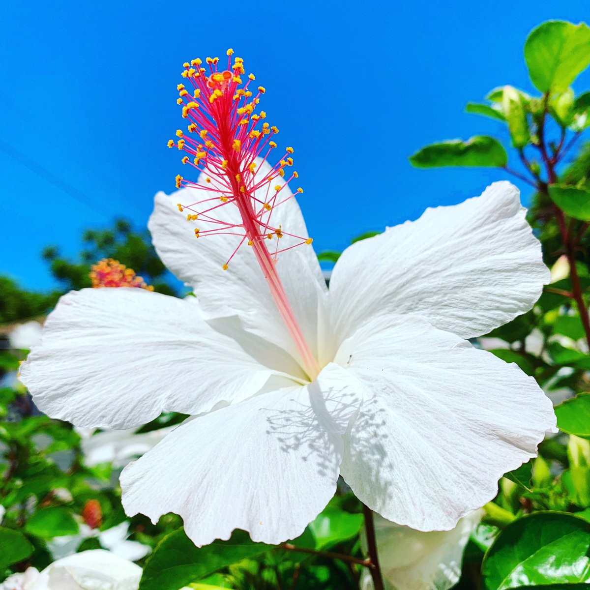 Kato Golf Tours A Twitter ハワイ の定番の花 といえば ハイビスカス 白いハイビスカス もあるんですよ 清楚で可憐な姿ですが 白いハイビスカスの花言葉は 艶美 カトウゴルフ