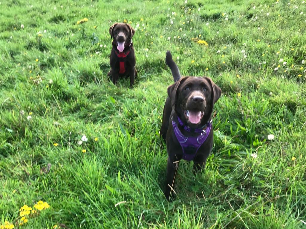 TailsOfElsaAbby's tweet photo. Elsa &amp; Abby at Castle Ward #castleward #elsaandabby #elsa #abby #puppies #chocolatelabs #labradors #labs #labpups #labpuppies https://t.co/9x4ecHzjVp