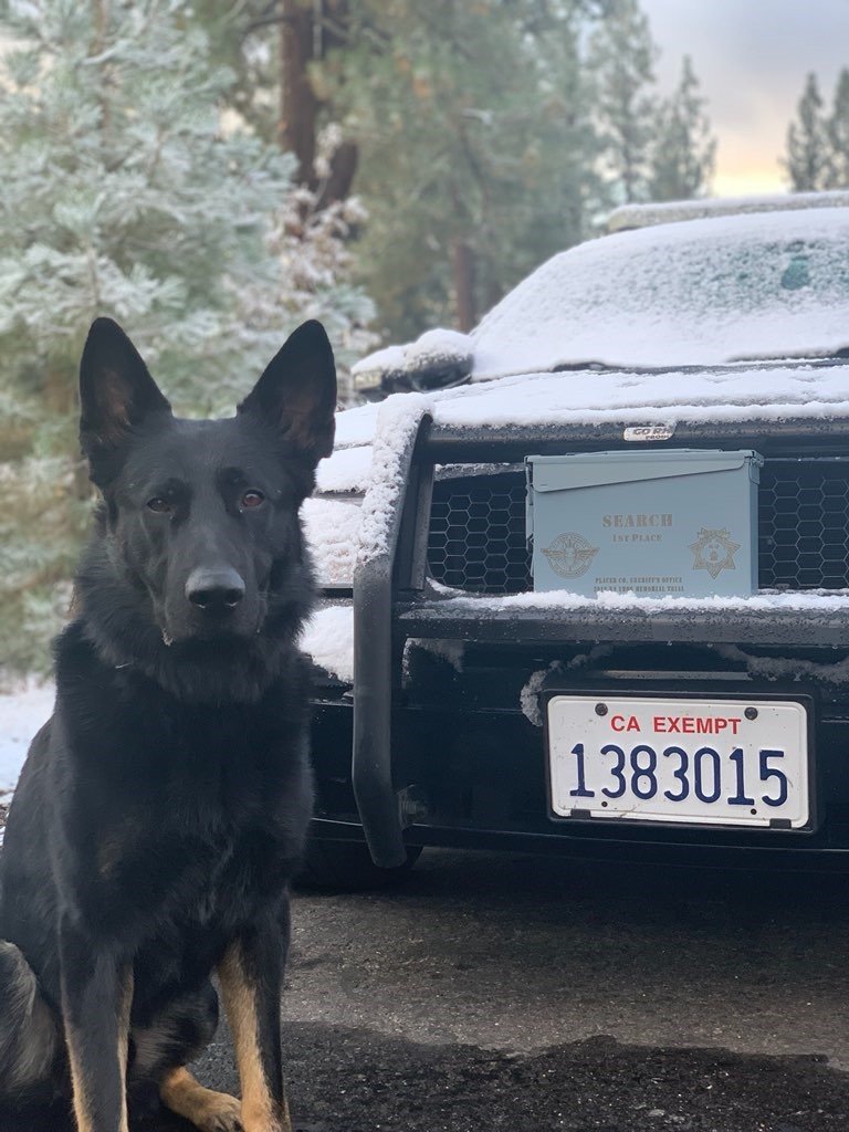 GaltPolice's tweet photo. Our #K9Unit did a great job this year during the Western States K9 Trials!

Huge congratulations to Officer Slater/K-9 Copper and Officer Little/K-9 Kane, who won "Top Team" for the year!

We're so proud of them for their dedication and determination.

#GPDK9Unit #TopTeam https://t.co/InUUN56Pak