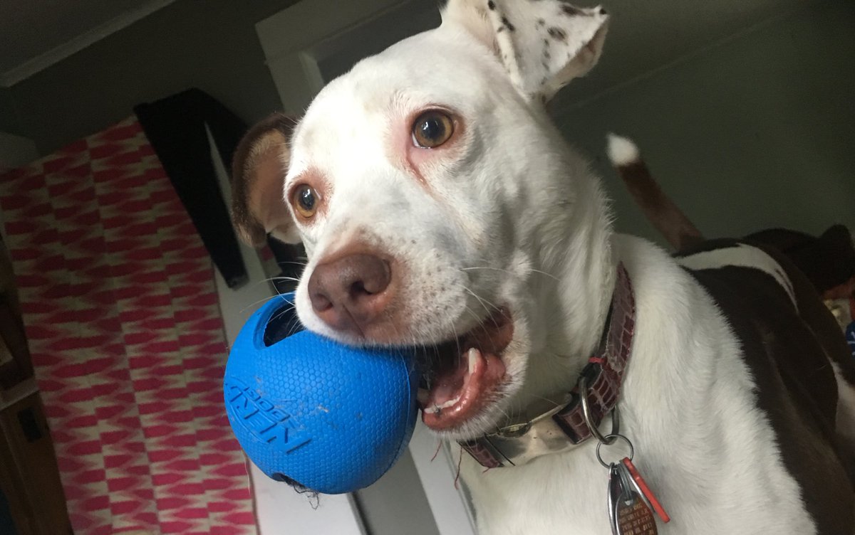 PetsToo's tweet image. Just looking out the window w/ my favorite ball, practicing #mindfulness, focusing on noticing impulses that- when acted upon- never get me closer to what I want. My thoughts constantly interrupted by those f*cking squirrels.

#dogs #dogsoftwitter