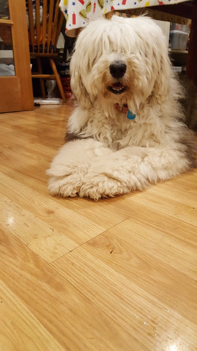 old_lily's tweet photo. I am on holiday 😁🐾 https://t.co/AxDLfTs5W9