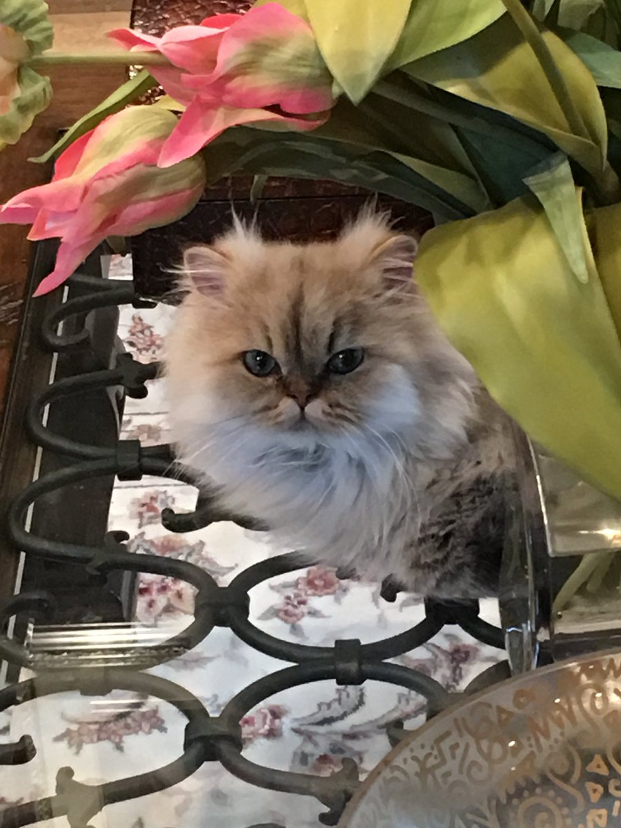 MissKitty__Cat's tweet photo. When you..............
.
.
.
.
.
.
.
Definitely forgot to turn off the stove... https://t.co/94NF8fSL6Q