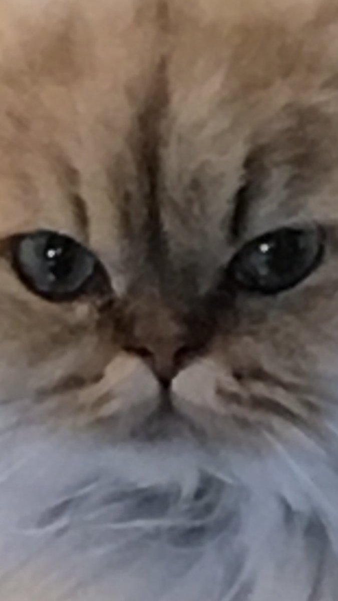 MissKitty__Cat's tweet photo. When you..............
.
.
.
.
.
.
.
Definitely forgot to turn off the stove... https://t.co/94NF8fSL6Q