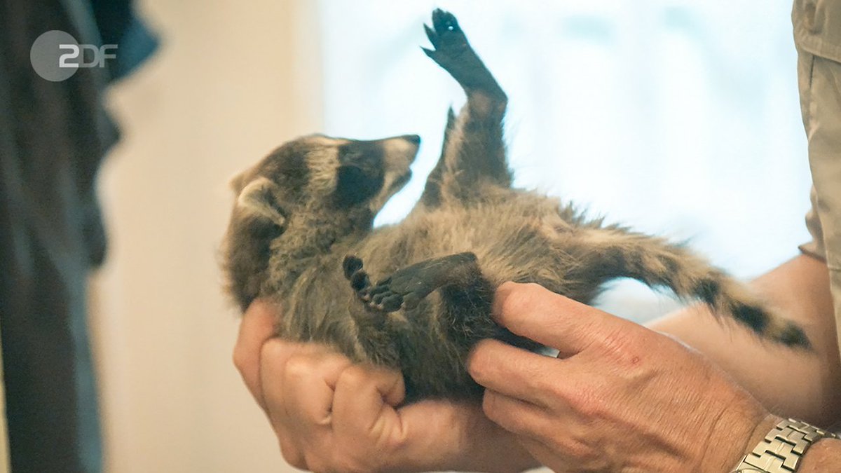 "ZDF.reportage: Füttern verboten - Wilde Tiere in der Stadt": Derk Ehlert hält einen jungen Waschbären auf den Rücken gedreht in der Hand. Sonntag, 18.00 Uhr im ZDF. 