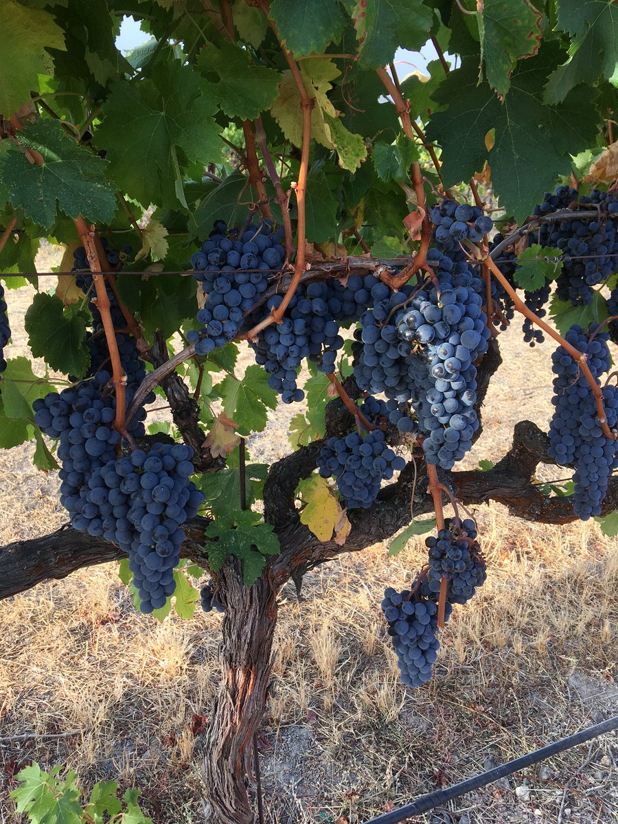 IT'S HARVEST! #SonomaValley #Merlot just hangin'. 😄