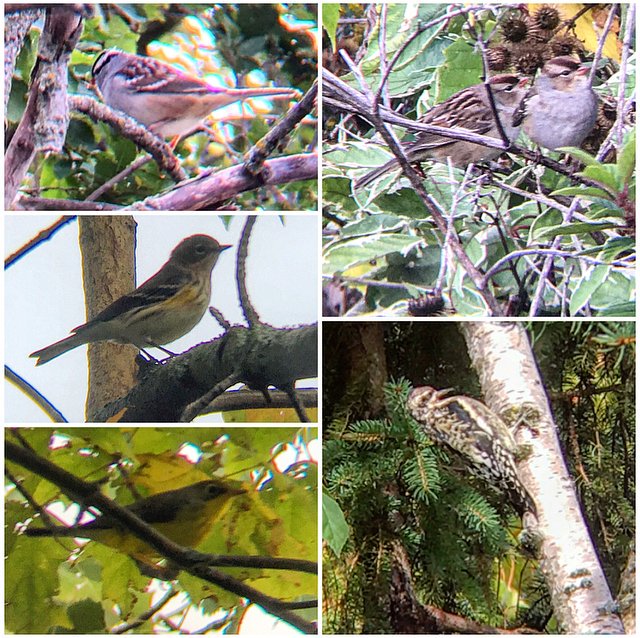 Ontario Place bird notes #18 | *Many* white-crowned sparrows, black-throated blue and green warblers, yellow rumped warblers, a yellow-bellied sapsucker (juvenile) and a yellow-bellied flycatcher, eastern phoebes, black & white warbler, common yellowthroats, and a Canada warbler!