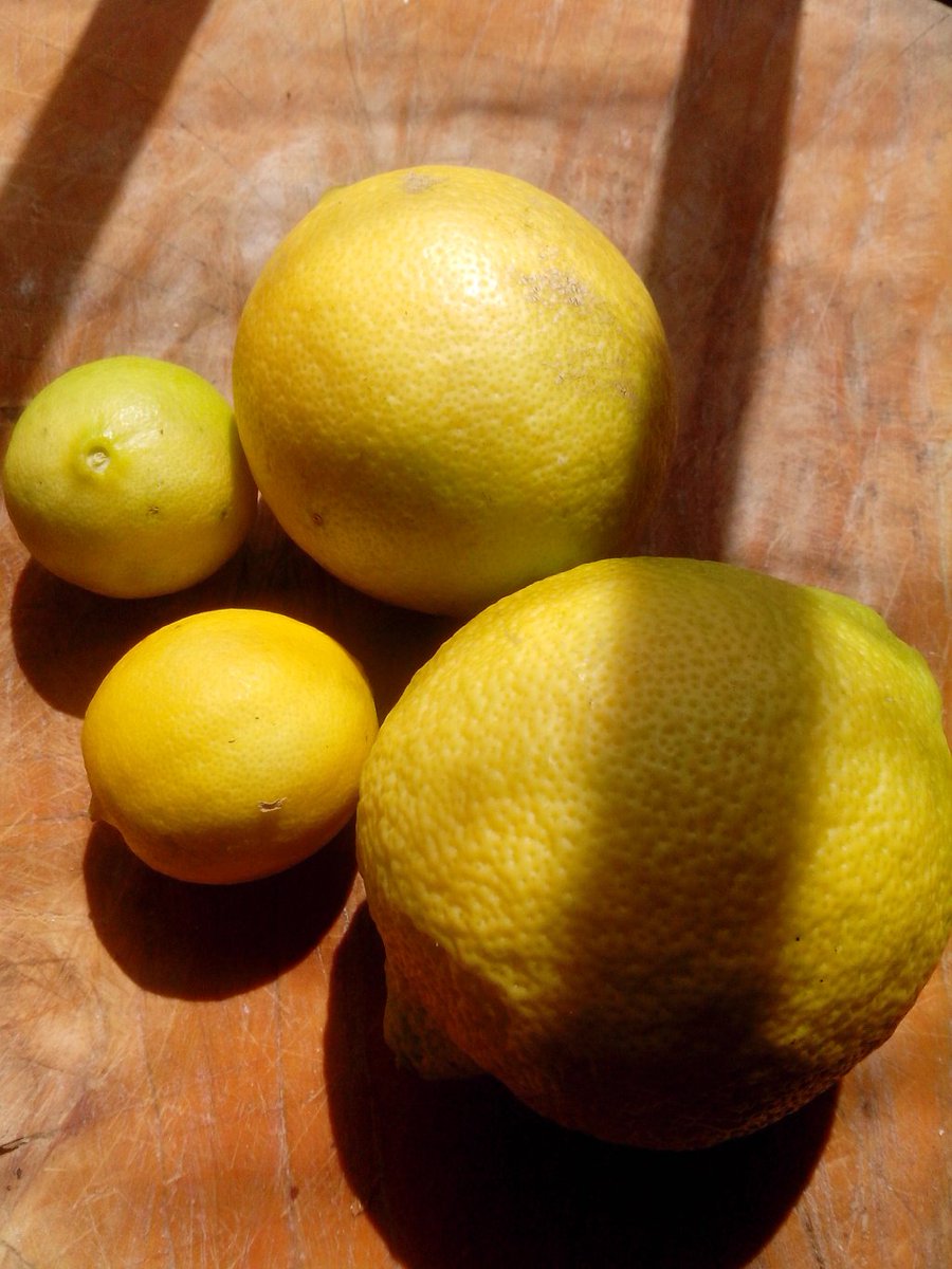 eduarno's tweet photo. Aprovecha tus limones: Limones en conserva. https://t.co/rZlXX87hK3 https://t.co/FT3JGoThrR