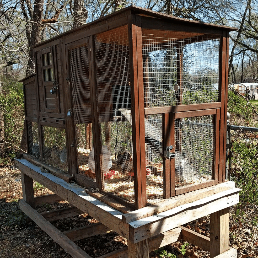 cchickens's tweet photo. Learn tips and tricks for safely housing marvelous Coturnix quail from quail expert and owner, Kelly Bohling. https://t.co/rH1U4ecKM8 https://t.co/5l1GRlhpAS