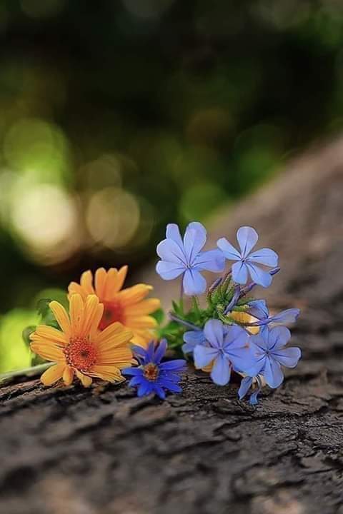 Good evening Everyone!!