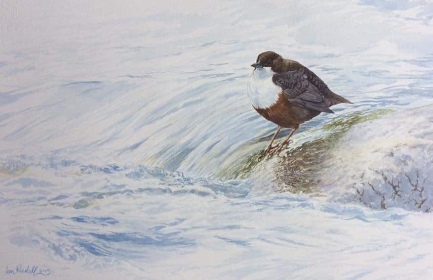 Today is #WorldRiversDay
 #dipper #aberdeenshire #royaldeeside #aberdeenshire #Banchory #visitaberdeenshire #birdart #wildlifeart #watercolour