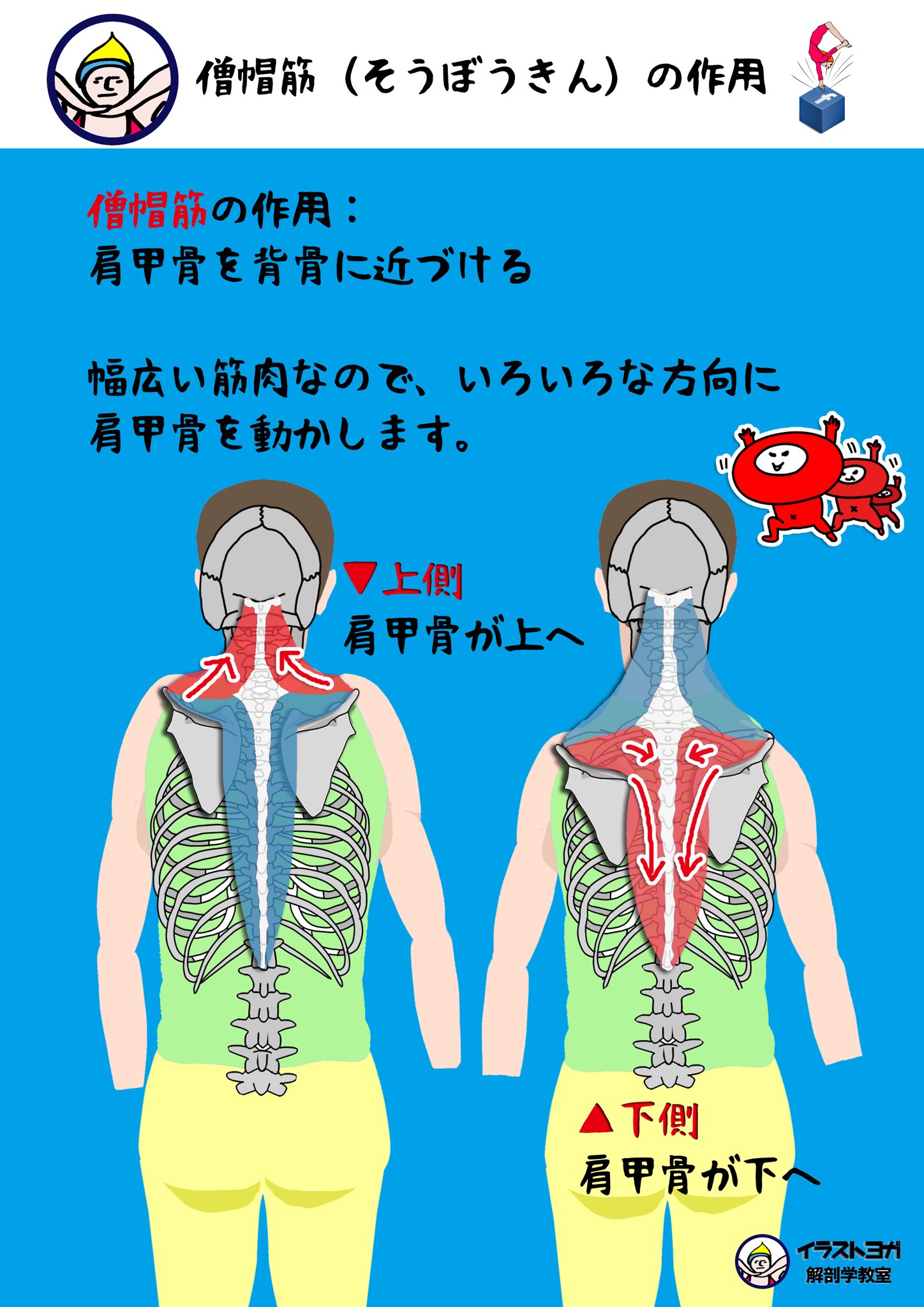 Twitter 上的 世界一ゆる い解剖学 僧帽筋 そうぼうきん 3 僧帽筋の作用 肩甲骨を背骨に近づける 幅広い筋肉なので いろいろな方向に肩甲骨を動かします 解剖学 解剖学講座 イラスト解剖学 リアル解剖学 ヨガ ピラティス 僧帽筋 上半身