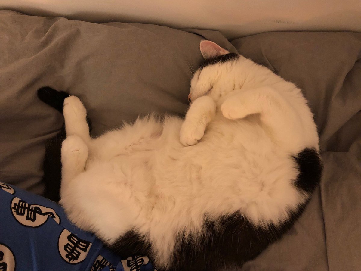 hazzardstep's tweet photo. The loveliest fluff balls 💛💛💛
🥰🥰🥰
Mikey is snoring and Pastel just twitched from her dream.
Did I mention that I love them? I love them so much ❤️
#fluffycats #love #catnadian #catsthatlooklikehitler #mindfulness #ishouldreallysleeptoo #herestoagreatstarttotheweek https://t.co/q66krUvZsn