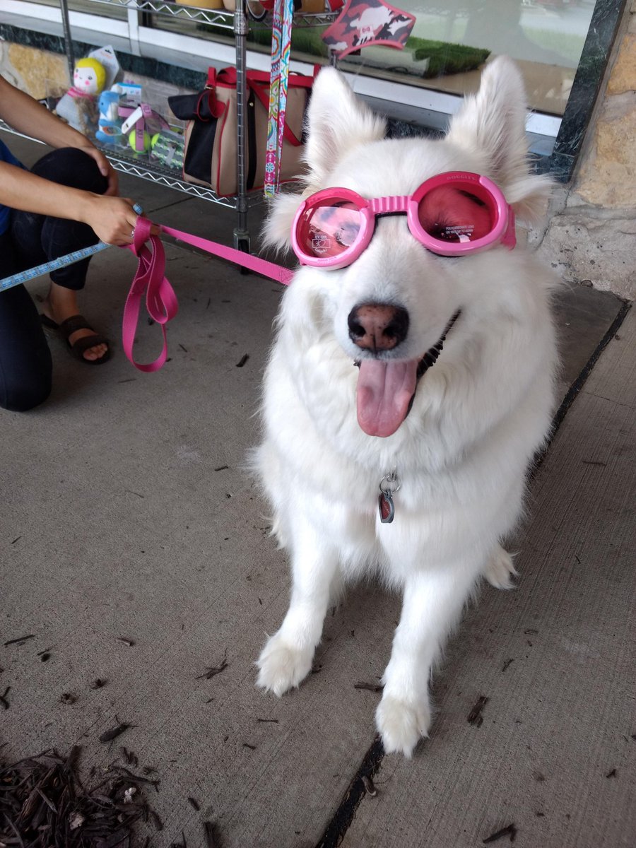 TeeeClaa's tweet photo. Back for another installment of Delilah birthday photos. Help me wish the bear a happy 5th birthday! https://t.co/iKvx5xHl7y