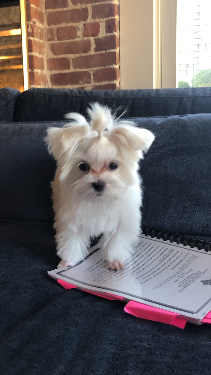 CooperMaltese's tweet photo. @TheEllenShow @TheKalenAllen @ellentube I have cute feet. Can I host red carpet? https://t.co/bTtIgxbHPv
