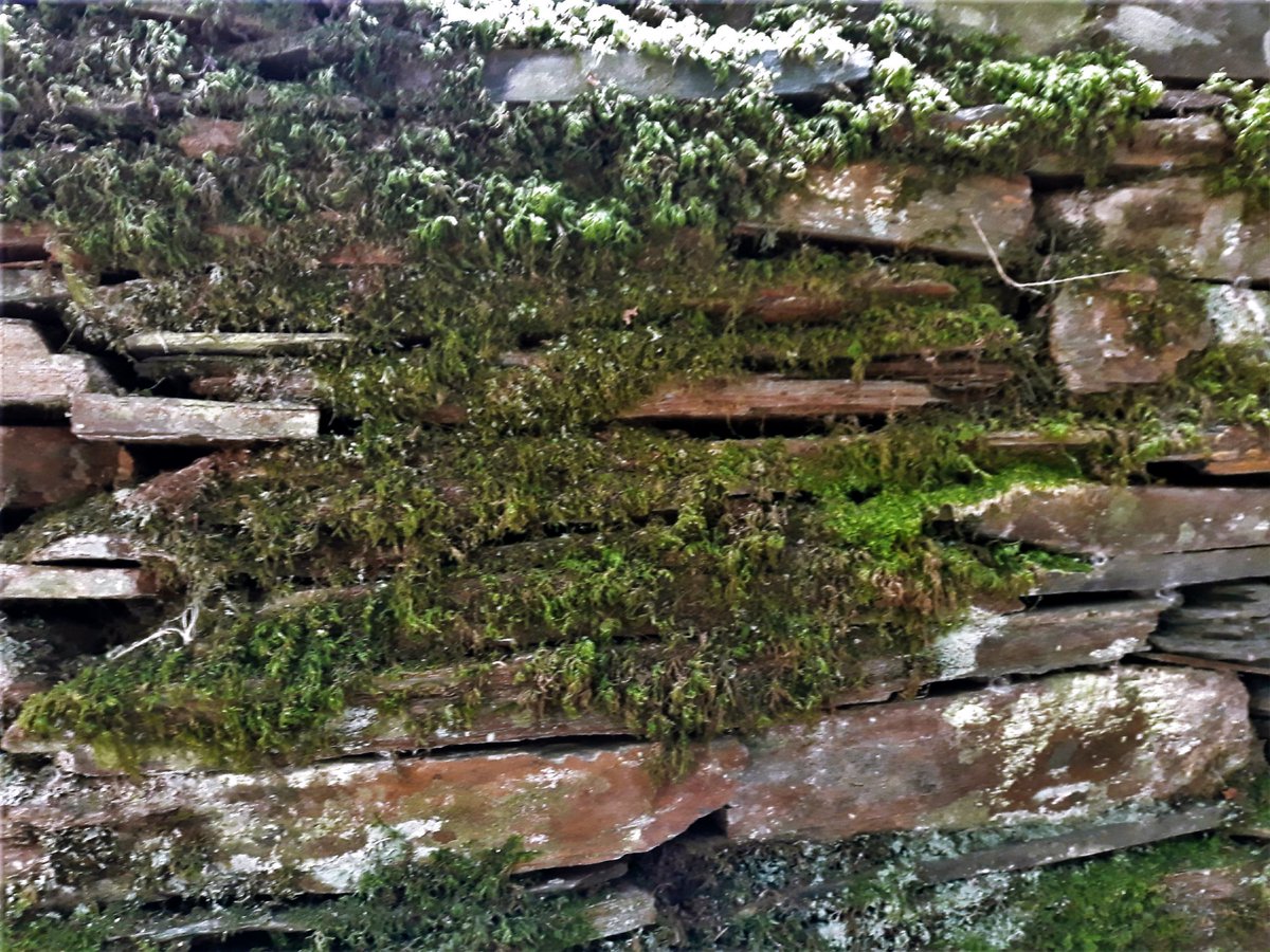 diana_therose's tweet photo. #FragadaPena #SerradoAçor #Coimbra #Arganil #Portugal #Europe #travelphotography #trip #travel #traveling #travelgirl #textures #ancientwall #beautifulplaces #nature #naturelovers #aldeiasdexisto #aldeiasdeportugal #lifestyle #adventure #xisto #schist #moss #musgo #details https://t.co/oGWQeXxVwe