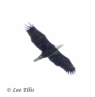 ThreeStarPet's tweet photo. Today at #RosettaMcClainGardens on a day when the winds were wrong, 3, count 'em, 3 bald eagles! All 3 were different ages. The first two were together, 15 seconds apart, and the third 40 minutes later #Threeagles #sqeeeeee #raptorwatch #birdsofprey #sparkbird https://t.co/VW24pcqleT