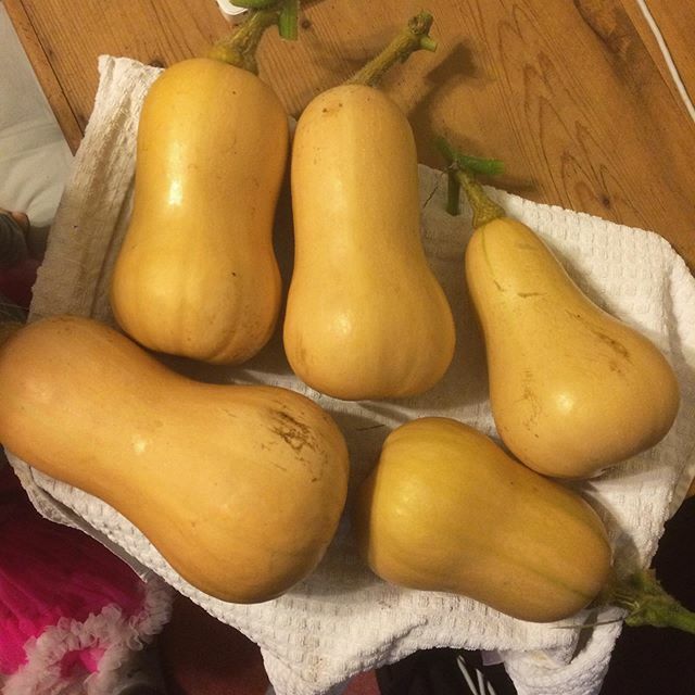 AroundOrOver's tweet photo. Not many things have grown that well this year so nice to have these #butternutsquash in #autumn https://t.co/Qpo0iN35JX https://t.co/NhTYzWuEoC