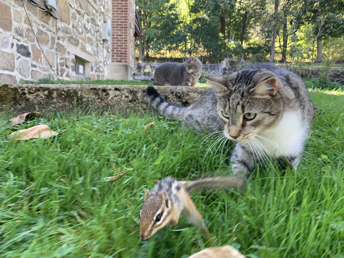 dolostone's tweet photo. Chippy the Chipmunk used Rey the Kitten's Uber service to come over for playtime. No worries, Chippy will live to see another day as Rey is strictly a catch &amp; release kitten. #chippythechipmunk #reythekitten #bffsforever Just 2 furry friends enjoying the last few days of summer. https://t.co/rYgnPPrzlM