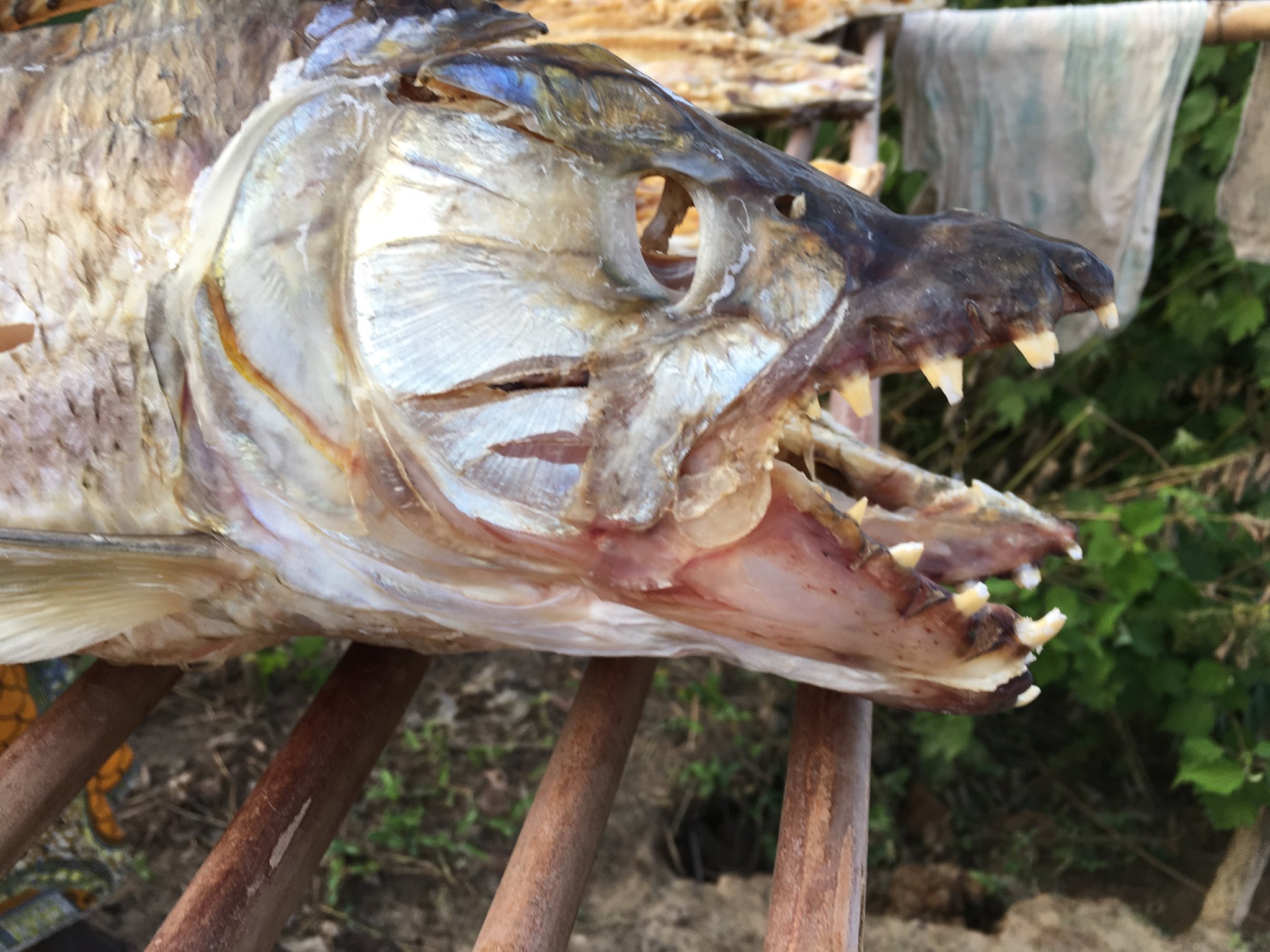 古明地宏樹 干物にされているムベンガ ゴライアス タイガーフィッシュ コンゴ