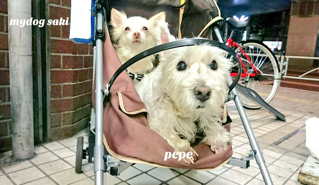 75japan_neko's tweet photo. mydog＆friend https://t.co/zOOiJWV39p