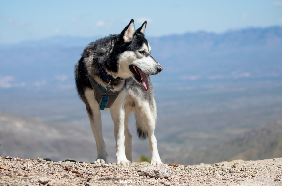 bgboydphoto's tweet photo. Took the dogs on a quick little hike on Mount Lemmon today. #doggo #husky #tychobrah #adventuredoge

📷 Canon EOS 6D Mark II
🔭 EF100-400mm f/4.5-5.6L IS II USM
📋 100mm | 1/1250s | f/5 | ISO-200 https://t.co/5uM8xznMiM